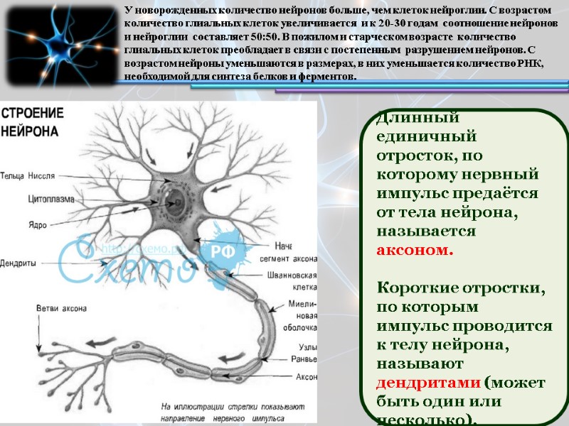 Длинный единичный отросток, по которому нервный импульс предаётся от тела нейрона, называется аксоном. 